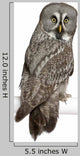 Portrait Great Grey Owl Looking Back Wall Decal