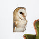 Up Barn Owl Tyto Wall Decal