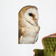Up Barn Owl Tyto Wall Decal