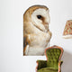 Up Barn Owl Tyto Wall Decal