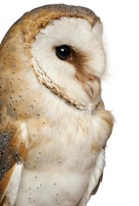 Up Barn Owl Tyto Wall Decal
