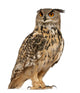 Eurasian Eagle-owl Standing Right Side Wall Decal