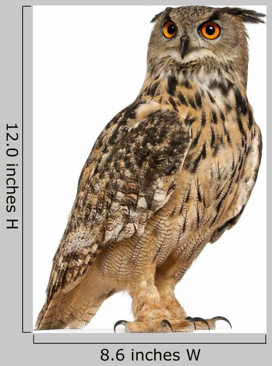 Eurasian Eagle-owl Standing Right Side Wall Decal