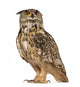 Eurasian Eagle-owl Standing Left Side Wall Decal