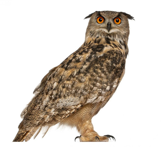 Portrait Eurasian Eagle-owl (Right Side) Wall Decal