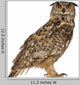 Portrait Eurasian Eagle-owl (Right Side) Wall Decal