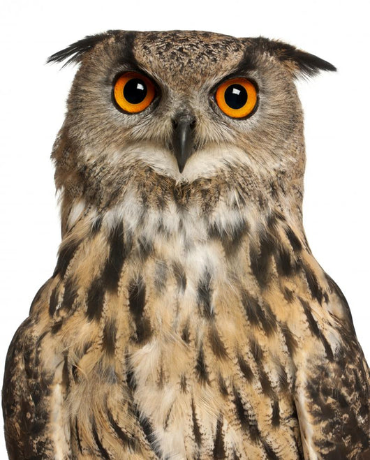 Eurasian Eagle-owl Face with Wide Eyes Wall Decal