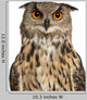 Eurasian Eagle-owl Face with Wide Eyes Wall Decal