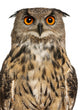 Portrait Eurasian Eagle-owl Close-up Wall Decal