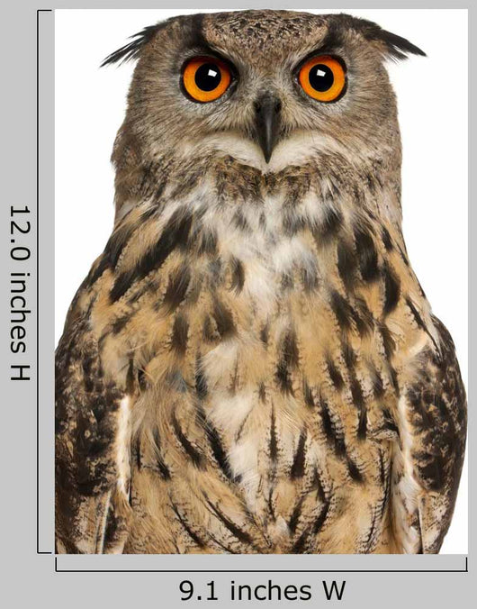 Portrait Eurasian Eagle-owl Close-up Wall Decal