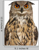 Portrait Eurasian Eagle-owl Close-up Wall Decal