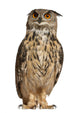 Portrait Eurasian Eagle-owl Wall Decal