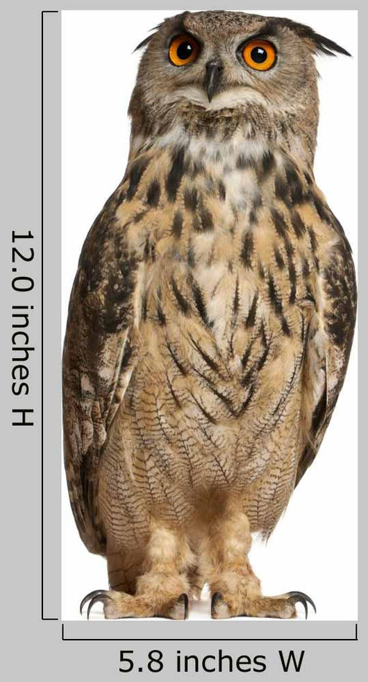 Portrait Eurasian Eagle-owl Wall Decal