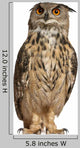 Portrait Eurasian Eagle-owl Wall Decal