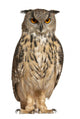Eurasian Eagle Owl Wall Decal
