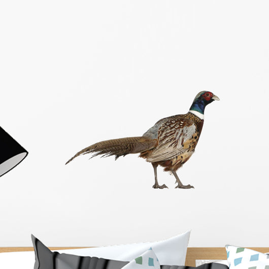 Male American Common Pheasant (Right) Wall Decal