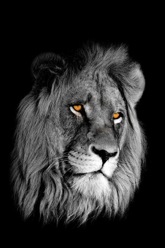African Lion Panthera Leo Wall Decal