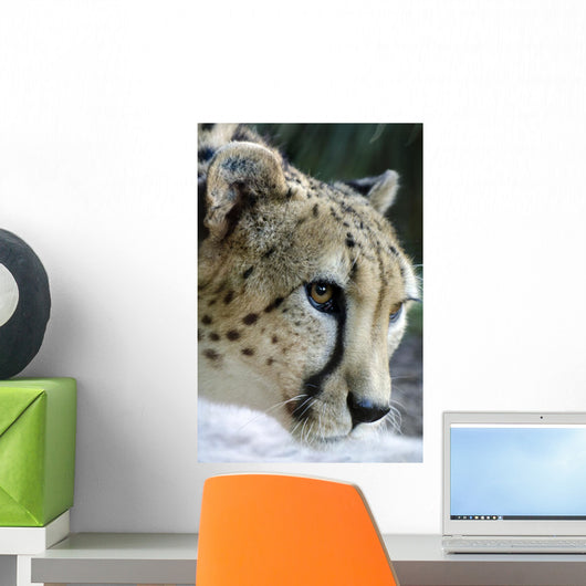 Wildlife and Animals Cheetah Wall Decal