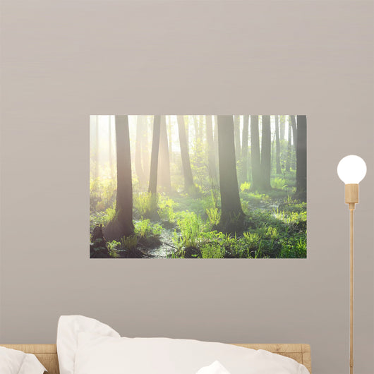 Forest Swamp Fog Sunrise Wall Decal