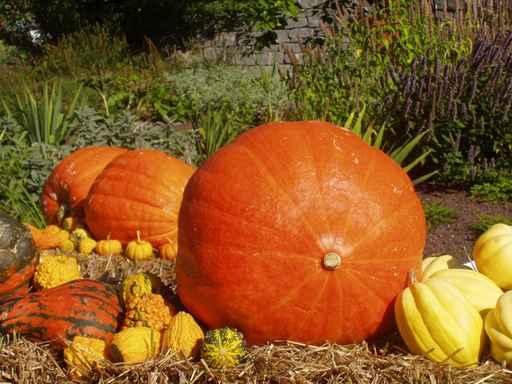 Pumpkin Harvest Wall Decal