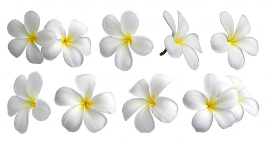 Lot Fleurs Frangipanier Wall Decal