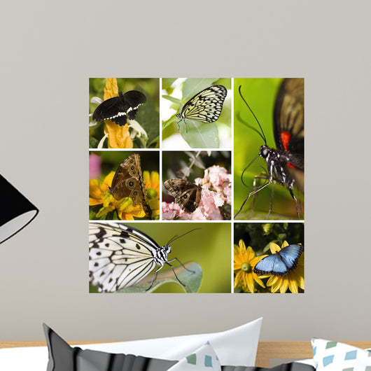 Butterfly Collage Wall Decal