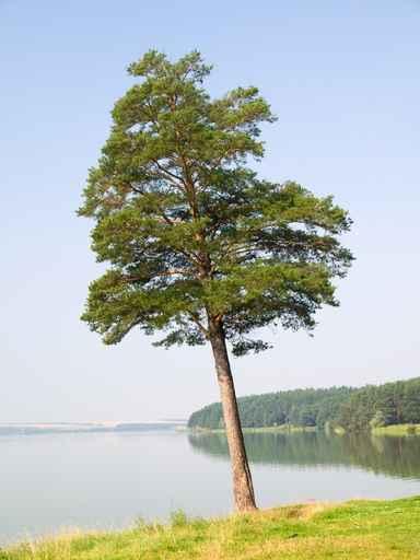 Lonely Pine Wall Decal