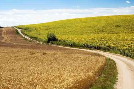 Fields Wall Decal
