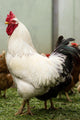 Rooster Wall Decal