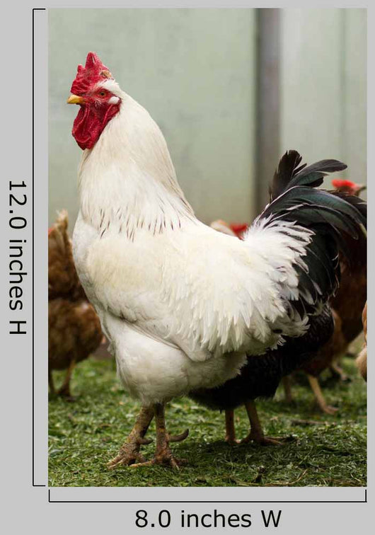 Rooster Wall Decal