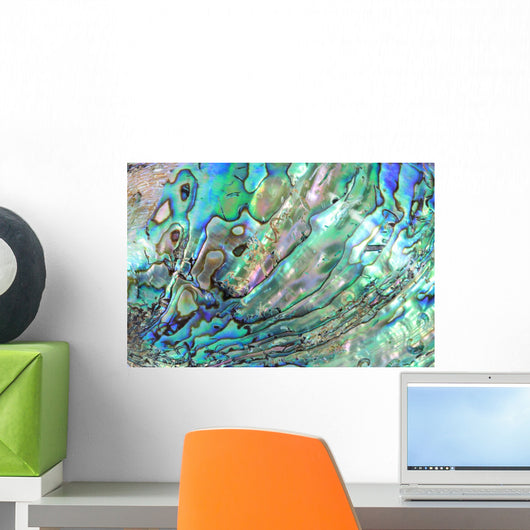 Haliotis Shell Detail Wall Decal