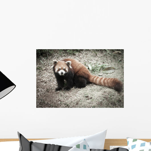 Lesser Panda Wall Decal