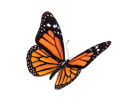 Digital Render Monarch Butterfly Wall Decal