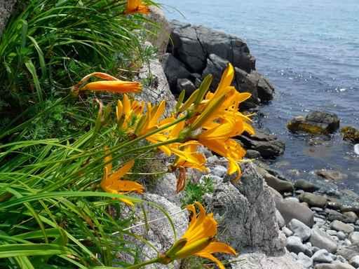 Flowers above Sea 1 Wall Decal