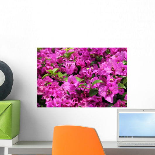 Bougainvillea X Buttiana Wall Decal