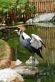 Wild Bird Parks Wall Decal