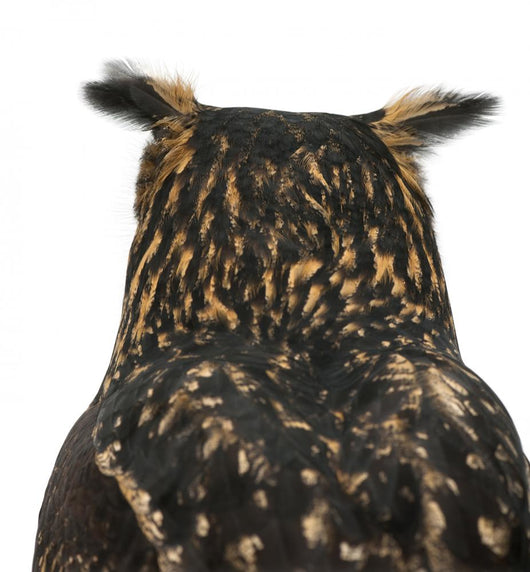 Eurasian Eagle-owl Back of Head Wall Decal