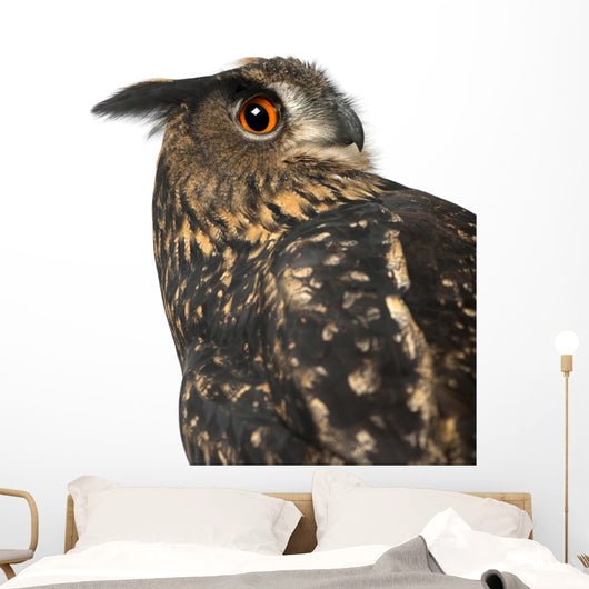 Eurasian Eagle-owl Right Side of Head Close-up Wall Decal