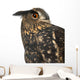 Eurasian Eagle-owl Right Side of Head Close-up Wall Decal