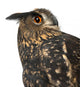 Eurasian Eagle-owl Right Side of Head Close-up Wall Decal