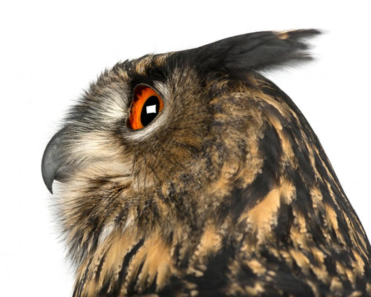 Eurasian Eagle-owl Left Side of Head Close-up Wall Decal