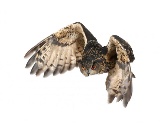 Flying Eurasian Eagle-owl Wall Decal