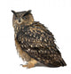 Eurasian Eagle-owl Eyes Closed Wall Decal