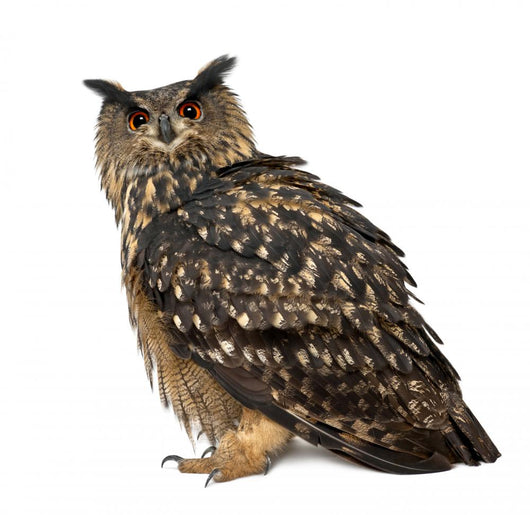 Eurasian Eagle-owl Left Side Wall Decal