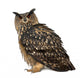 Eurasian Eagle-owl Left Side Wall Decal