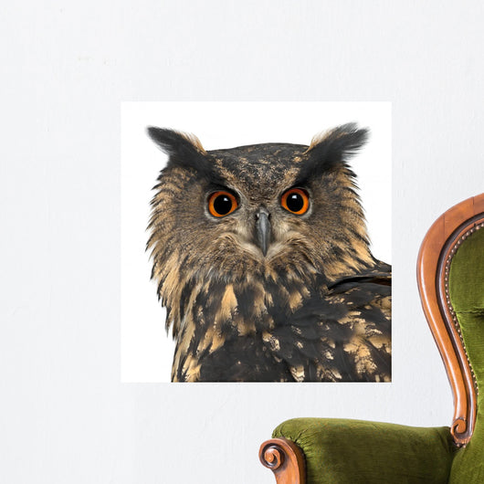 Eurasian Eagle-owl Face Close-up Wall Decal