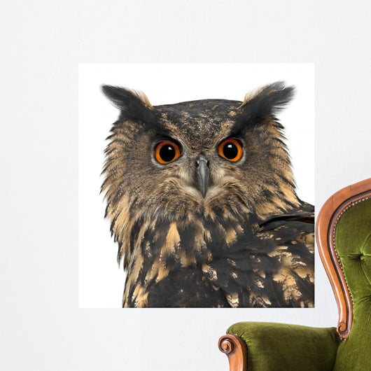 Eurasian Eagle-owl Face Close-up Wall Decal