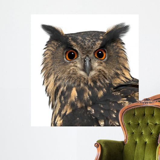 Eurasian Eagle-owl Face Close-up Wall Decal