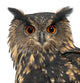 Eurasian Eagle-owl Face Close-up Wall Decal
