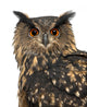 Eurasian Eagle-owl Turning Head Left Wall Decal